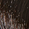 2NN Darkest Intense Brown